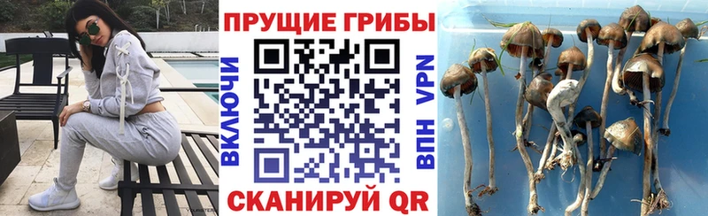 Псилоцибиновые грибы мицелий  Артёмовский 